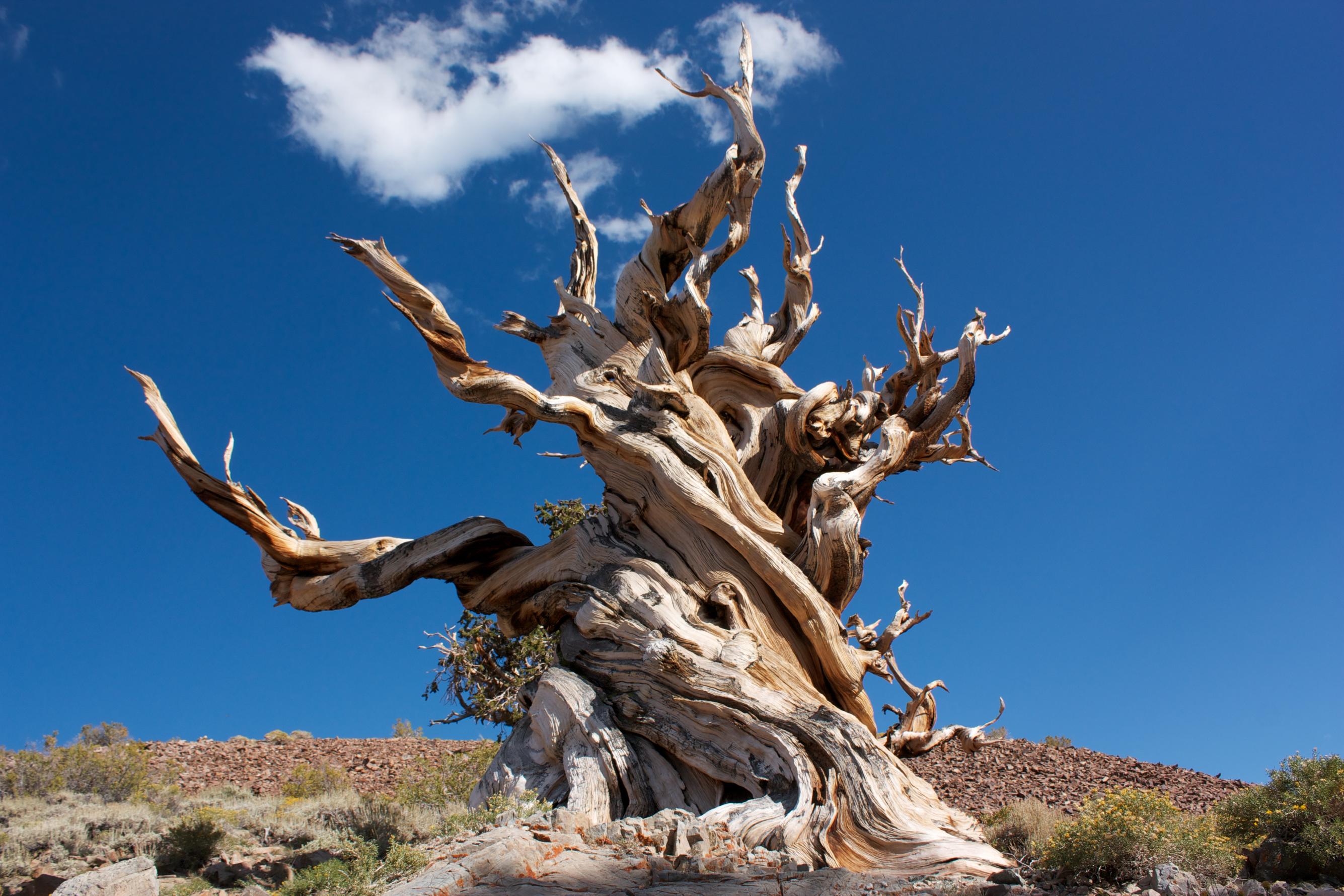 Unusual Trees of the World | Conservation International