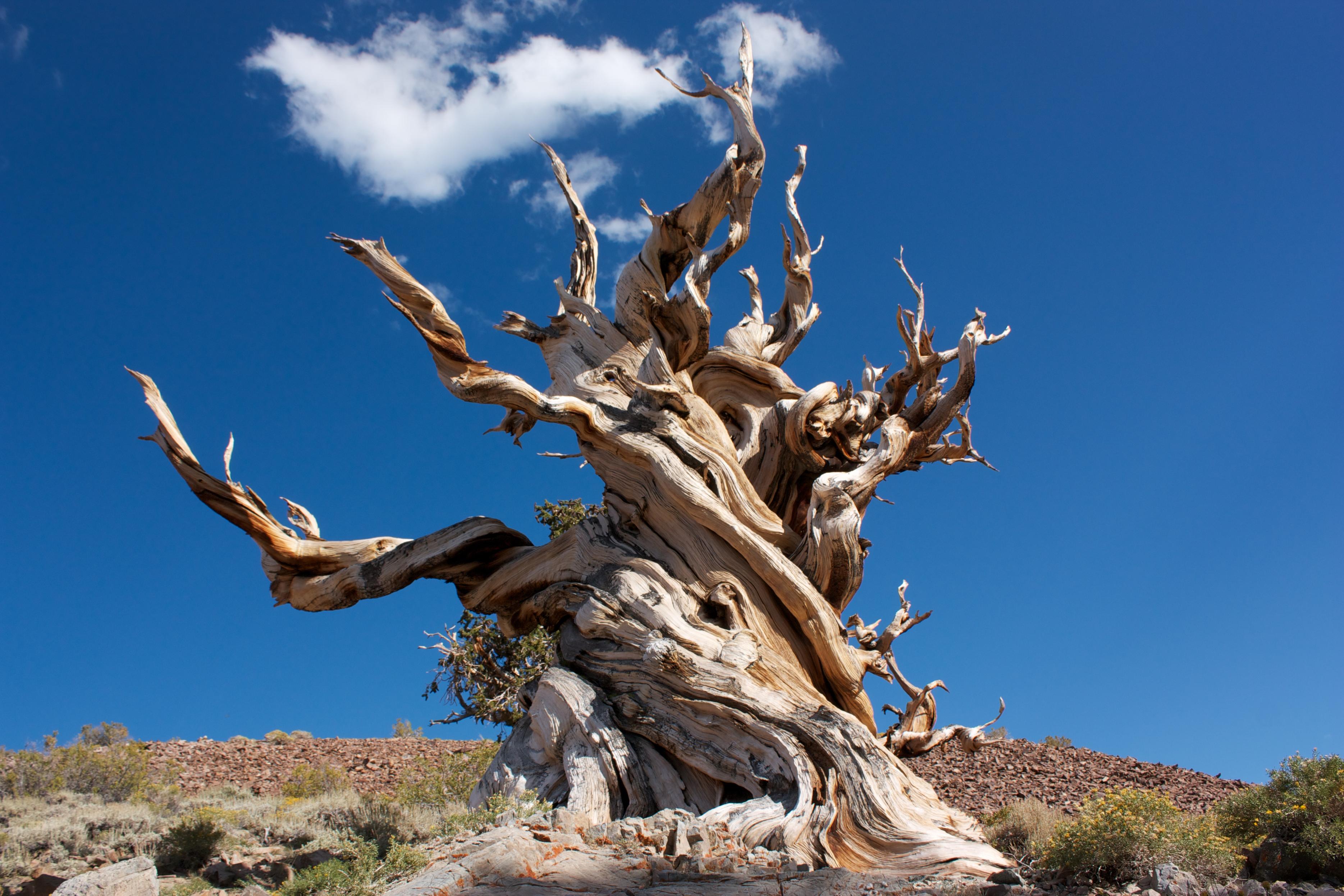 Unusual Trees of the World | Conservation International