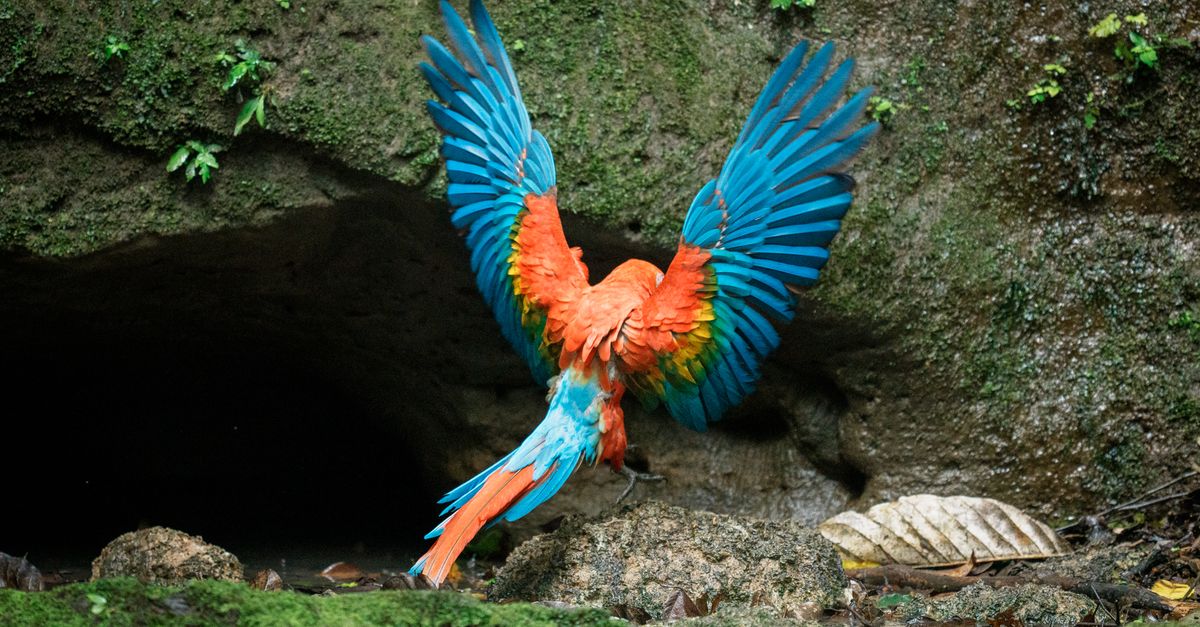 A new corridor is reconnecting one of Ecuador's richest rainforests | Conservation International
