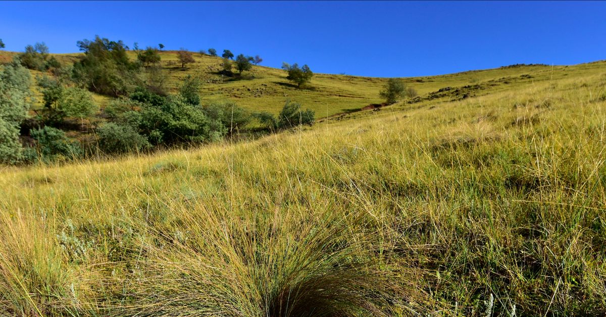 Study: To restore grasslands, it’s time to get wild | Conservation International