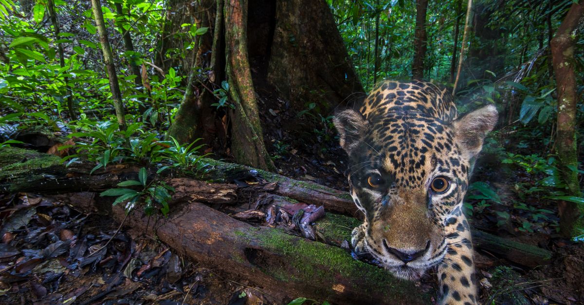 New tech could transform science of wildlife ‘selfies’ New tech could transform science of wildlife ‘selfies’