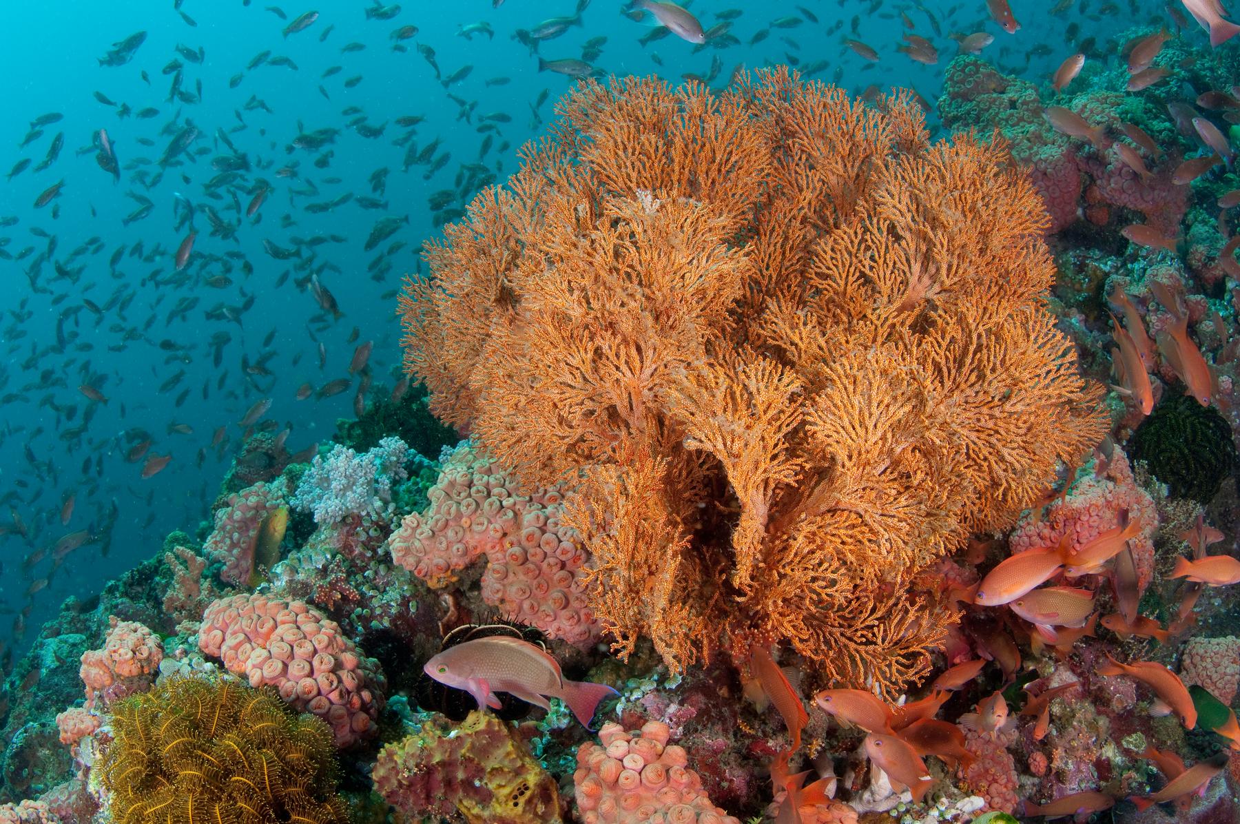 Wilson John Barbon