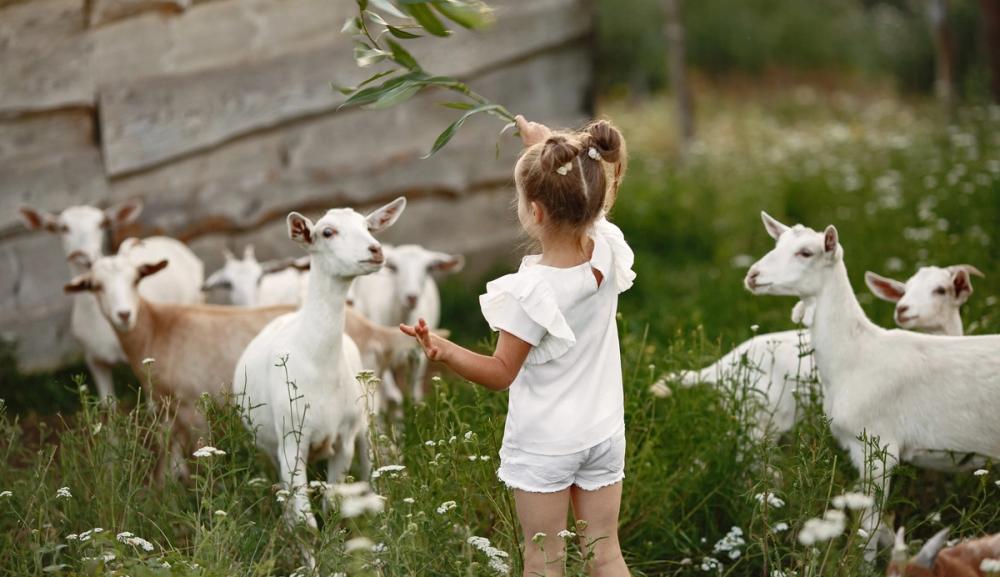 Jente mater geitene