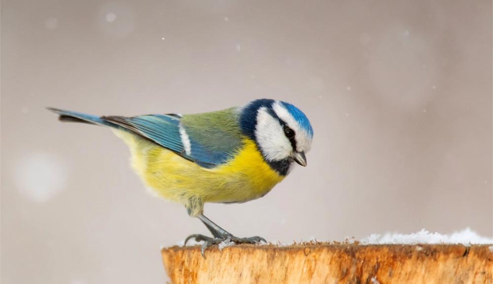 Blåmeis om vinteren