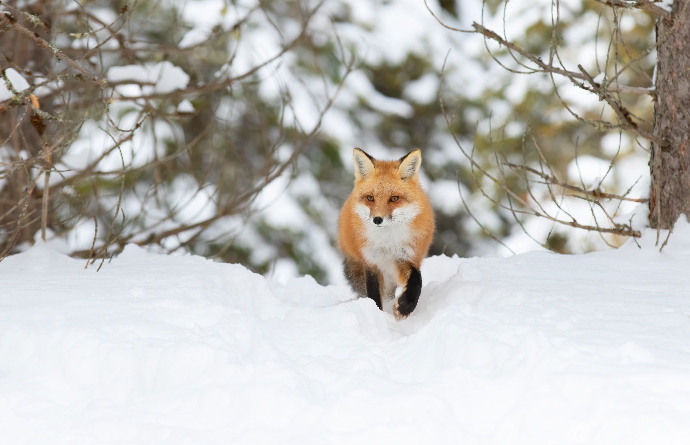 Rev på tur i vinterskog