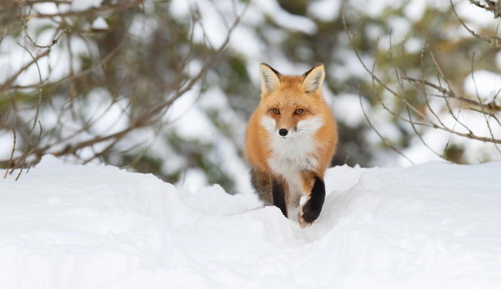 Rev på tur i vinterskog
