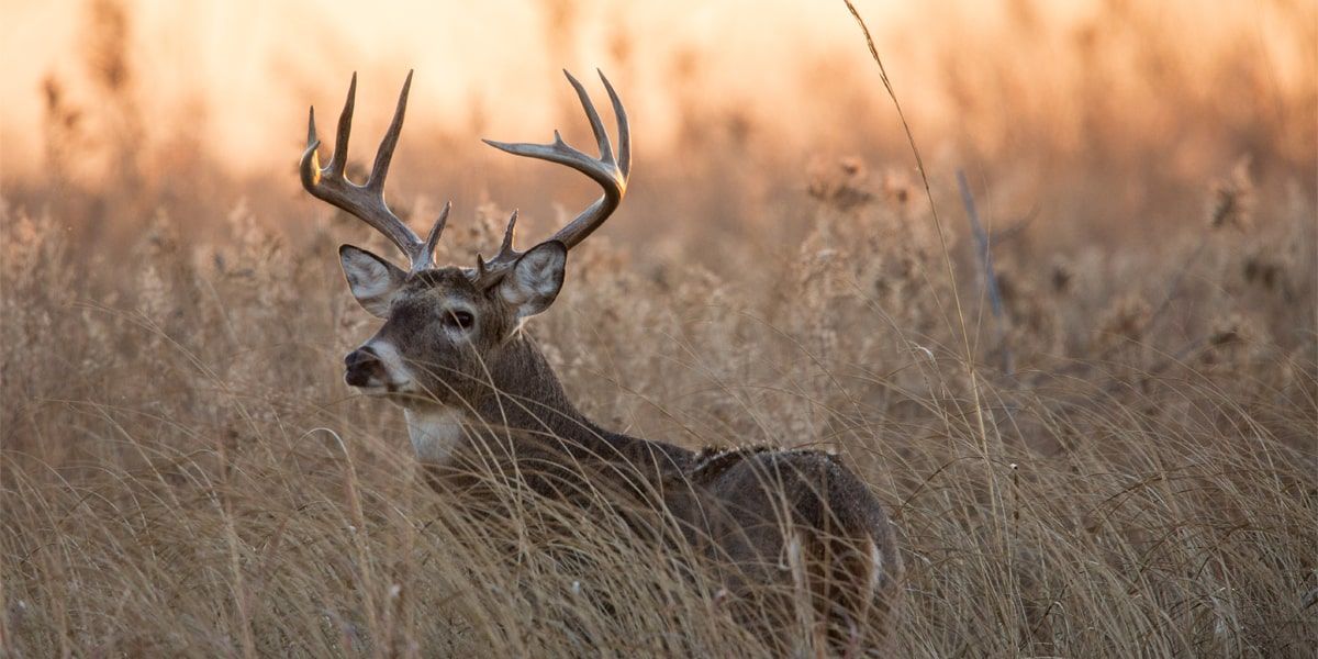 Gifford Point WMA Begins Accepting Fall Deer Hunting Applications July 1