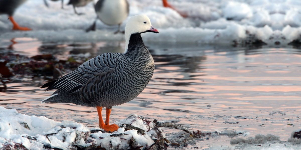 New Opportunities Arise for Hunters to Chase Alaska’s Emperor Goose