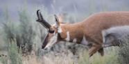 Nebraska Approves Changes To Deer Elk And Antelope Hunting For 2022