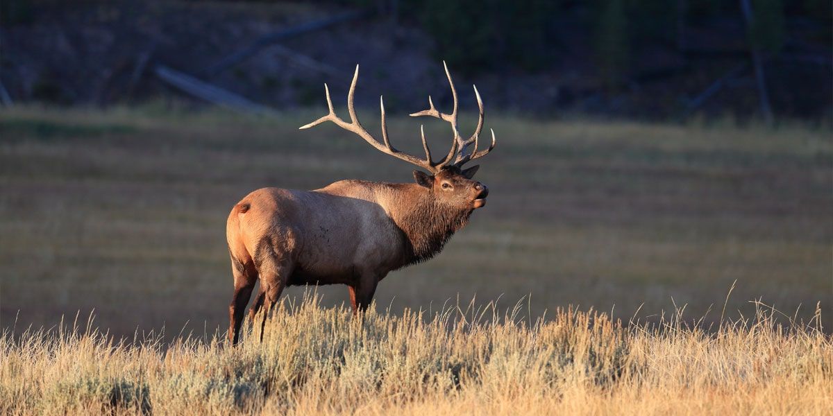 Inaugural Elk Hunt in Virginia: Six Hunters Successful