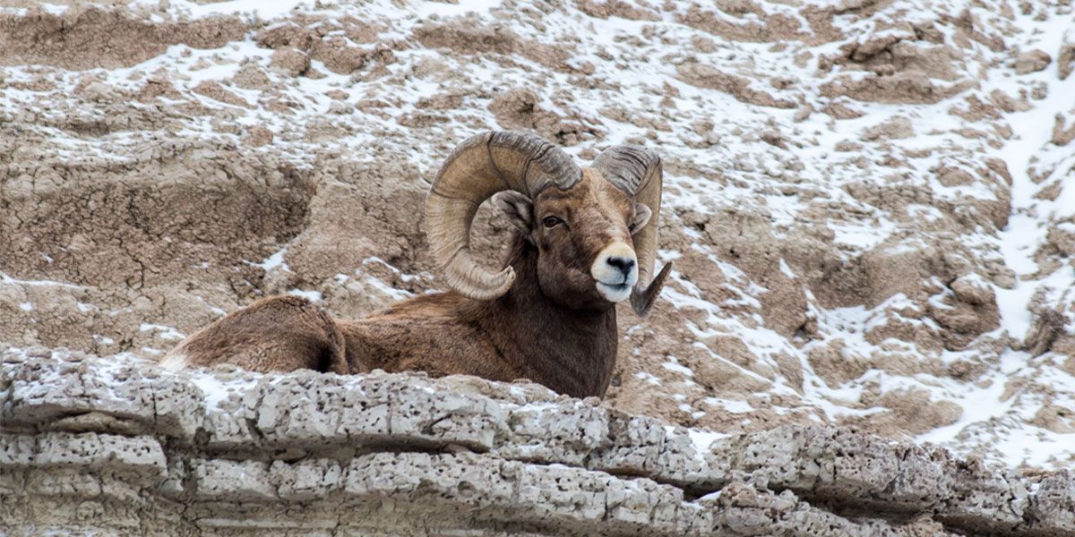 Nebraska Bighorn Sheep Hunting Season Comes to a Close