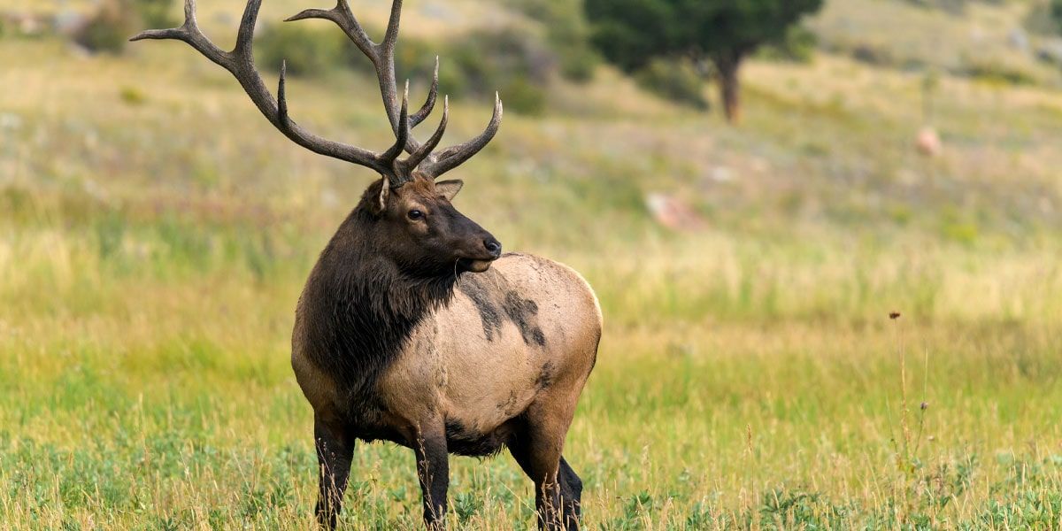 Special Elk Depredation Hunt Set for July in Nebraska