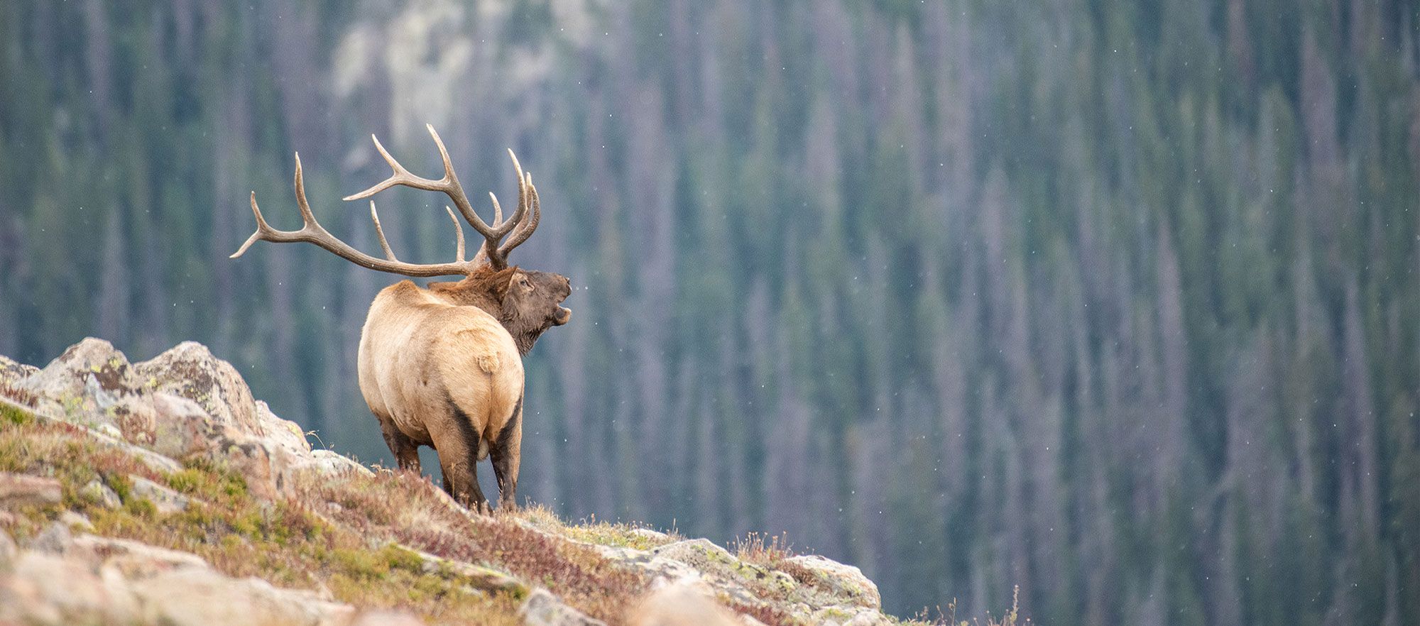 Glitch Deletes 2,400 Applicants from Montana's Elk and Deer Permit Draw