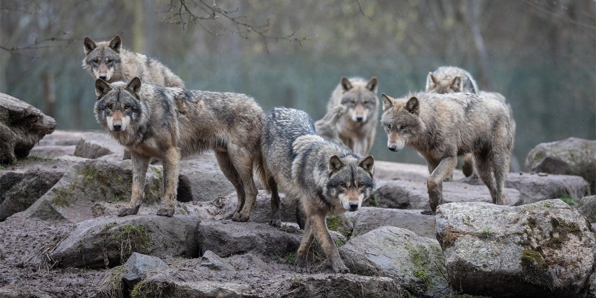 New wolf hunting and trapping regulations for Montana