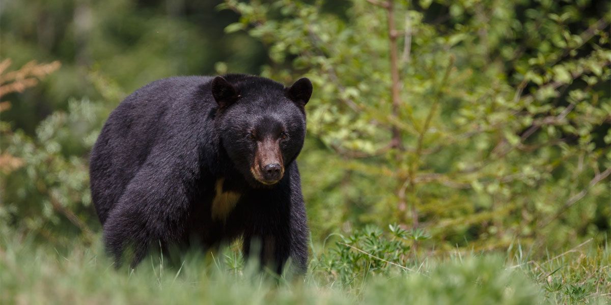 Arkansas Announces New Bear Hunting Zones For 2022