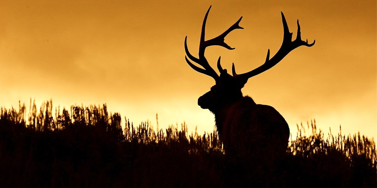 Elk at sunset in Arizona