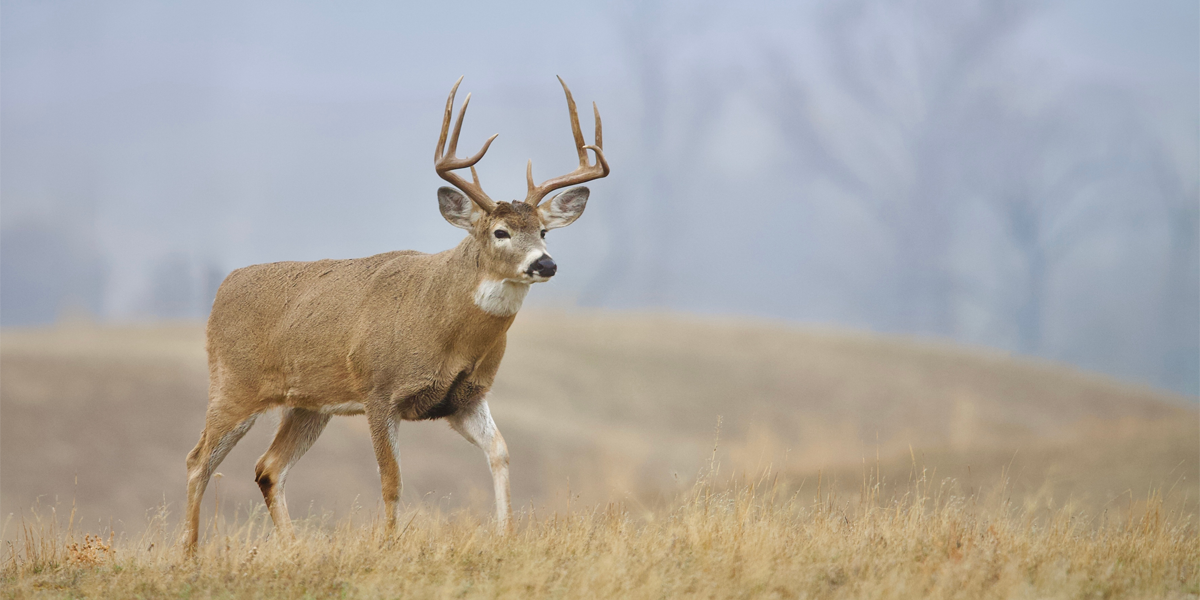 New Illinois Private Land Deer Hunting Opportunities for Youth and Adults