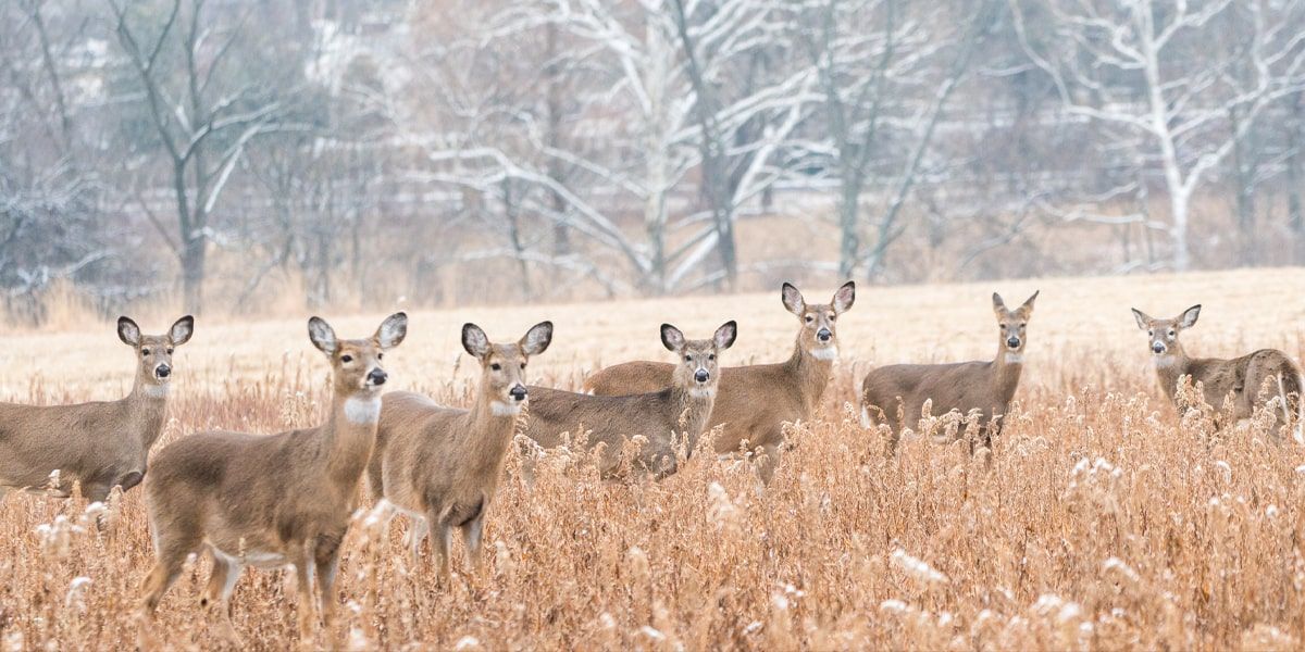 instal the new Deer Hunting 19: Hunter Safari PRO 3D