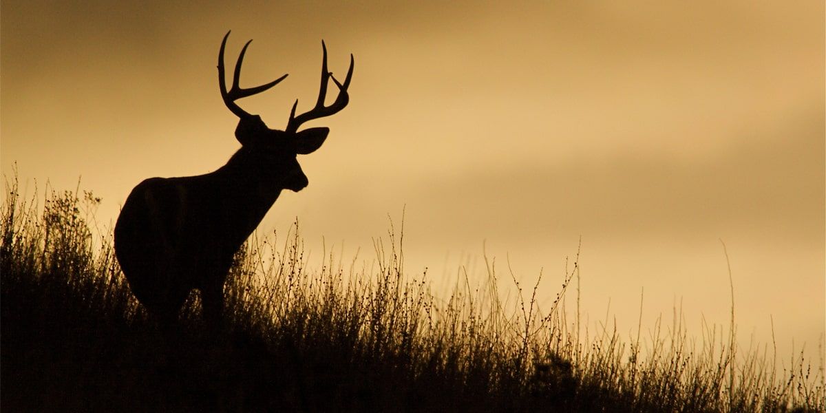 Several Deer in Michigan Test Positive for Epizootic Hemorrhagic ...