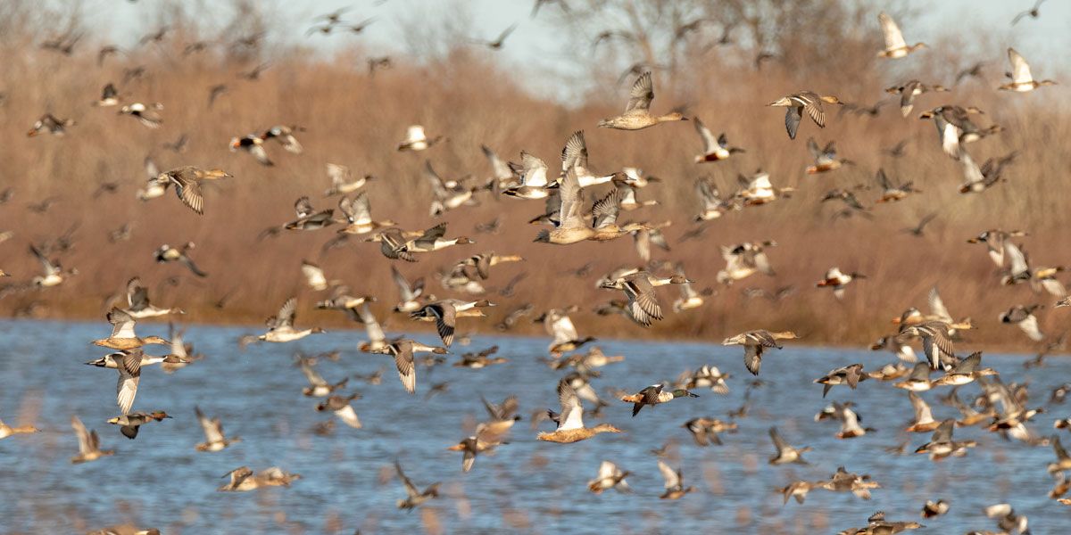 Registration Opens June 18th for the Upper Mississippi Waterfowl Blind ...