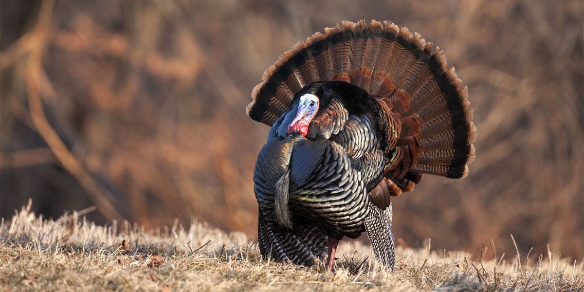 Utah Wildlife Board Approves Turkey Hunting Changes And More