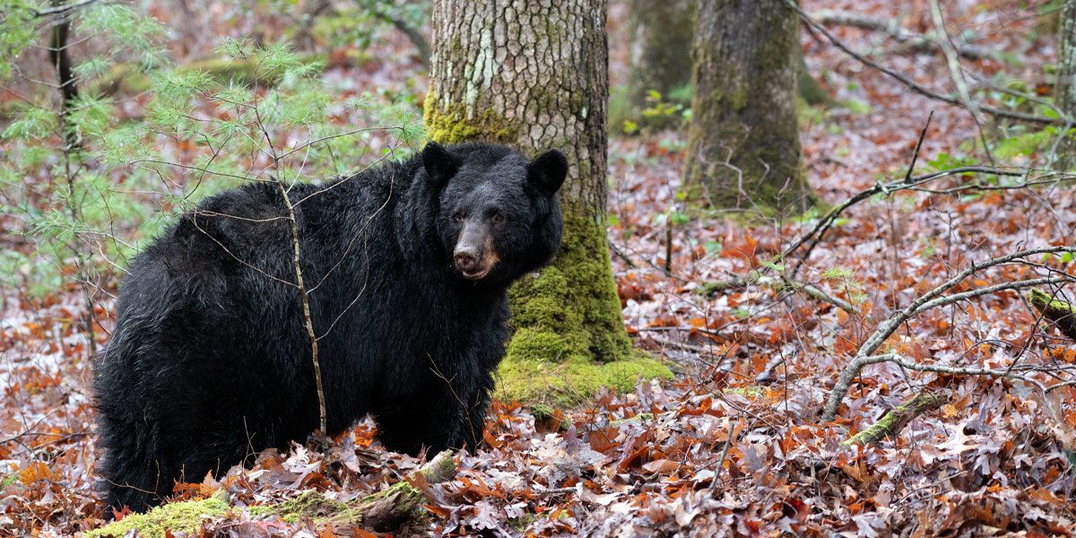 First South Arkansas Bear Season Opens December 10