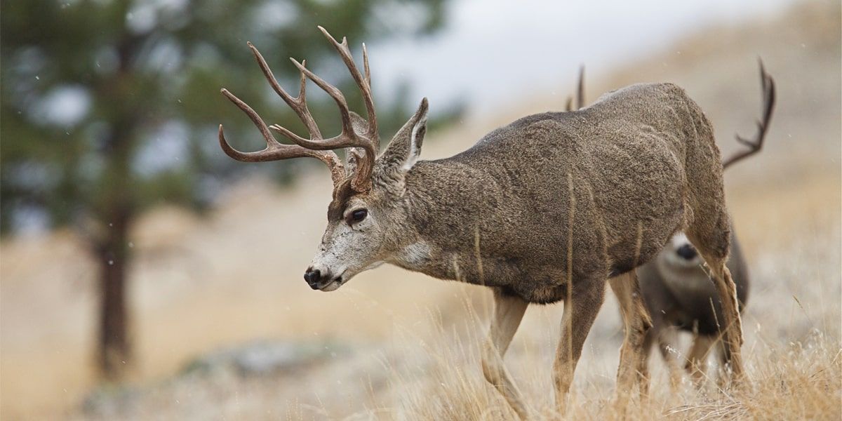 Montana Authorizes Special Archery-Only Mule Deer Hunt