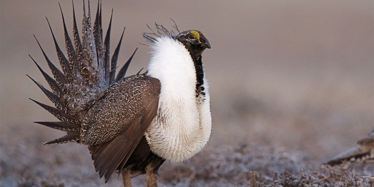 New Permits Required for Grouse Hunters in Idaho