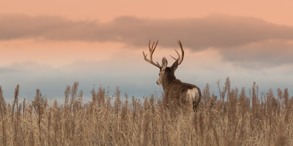 Deer Gun Licenses to Increase for 2021 Hunting Season in North Dakota