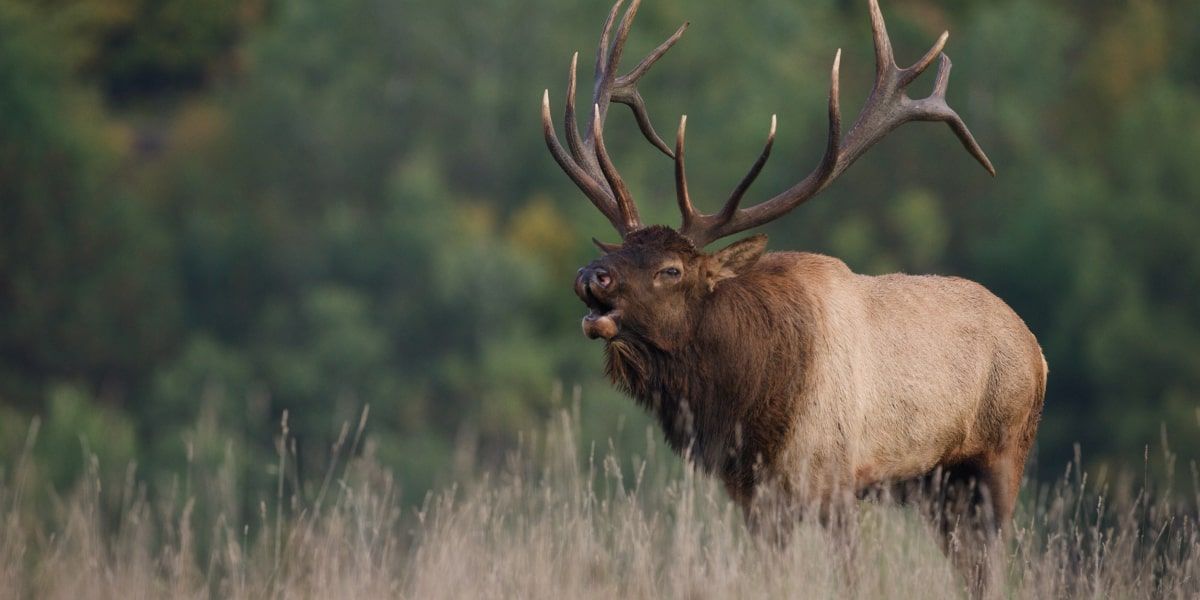 Montana Elk Season 2025