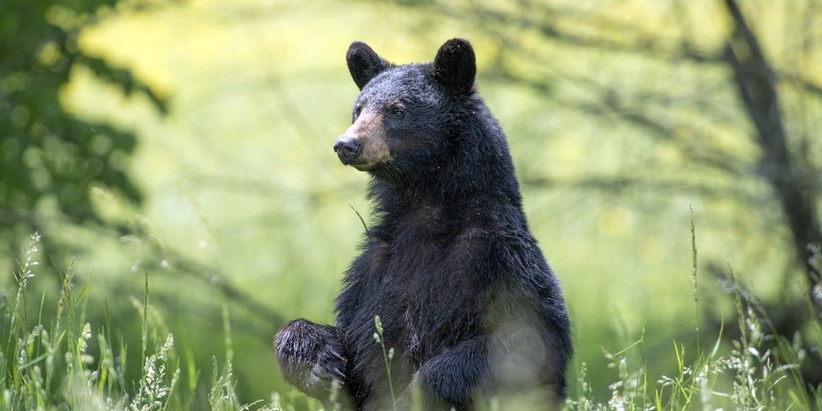 Bear Hunting in Michigan 2021 Season Regulation Change