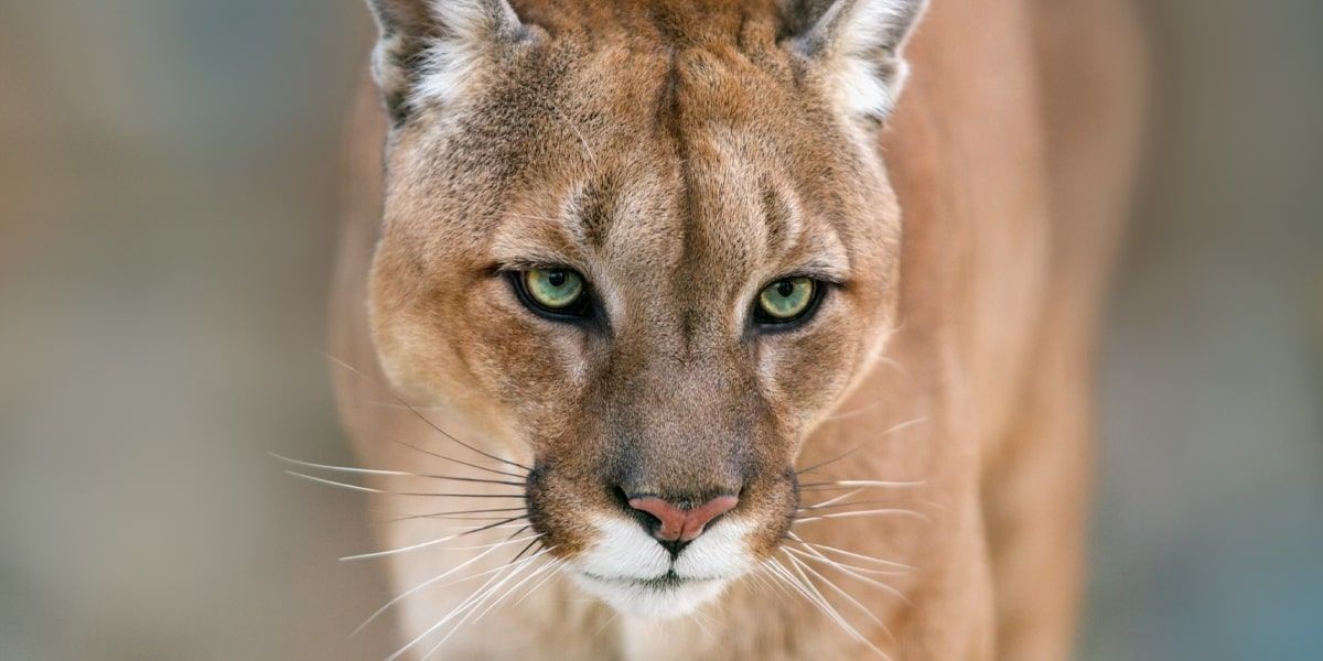 Nebraska Games and Parks Approves Mountain Lion Hunting and Otter Trapping Seasons