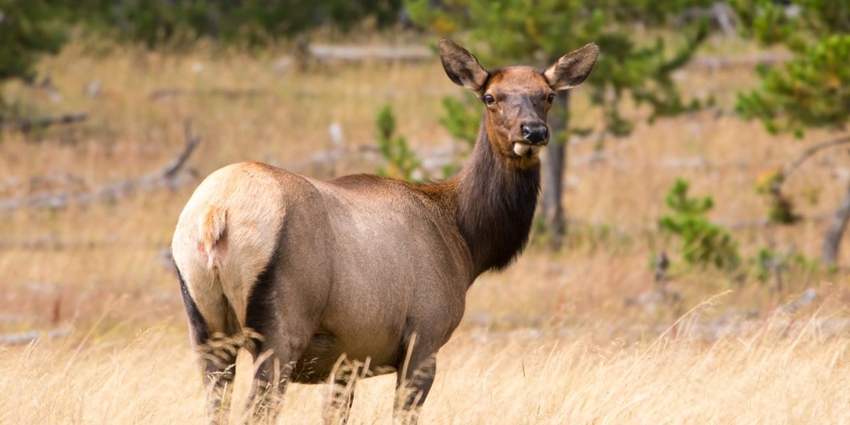 Cow elk standing in Colorado
