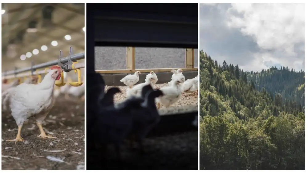 Hva er ECC-Standard?