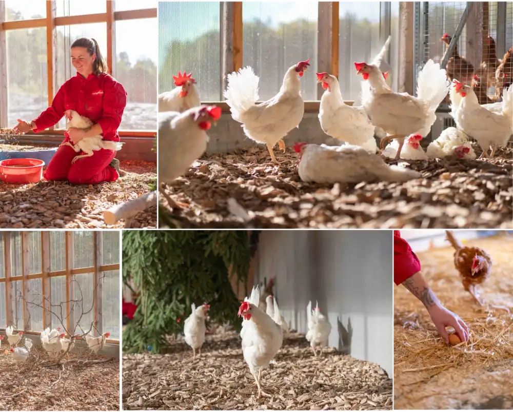 Våre egg kommer fra fire stolte gårder, forent av kjærligheten til dyrevelferd.