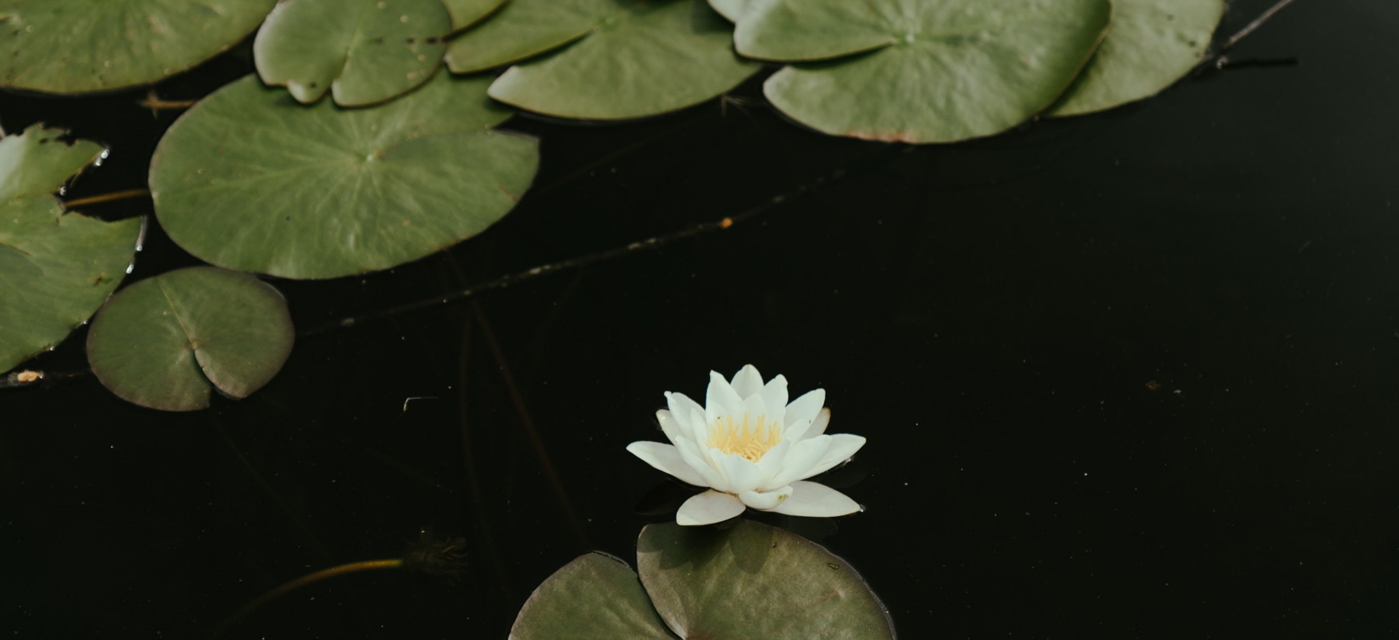 A single white lotus surrounded by lily pads