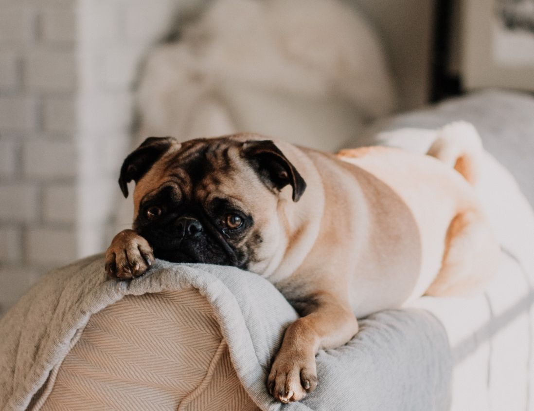 A brown and black pug lying on top of a couch with a grey blanket 