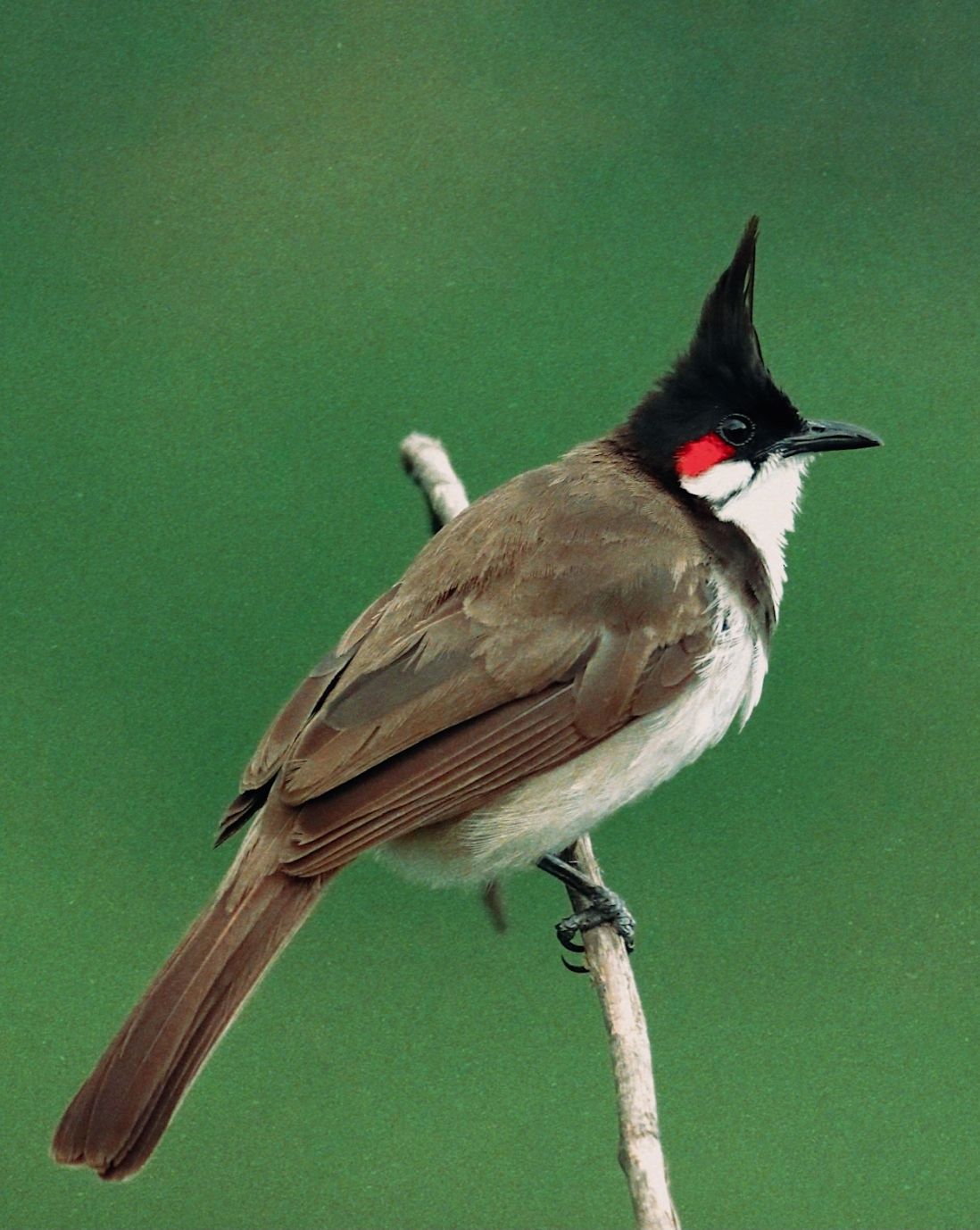 The New Moon Library, Just Look Up: An Ode to Hong Kong, red-whiskered bulbul 