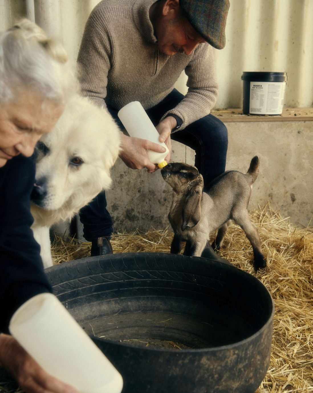 Man feeding a baby goat a bottle next to a white dog in a barn