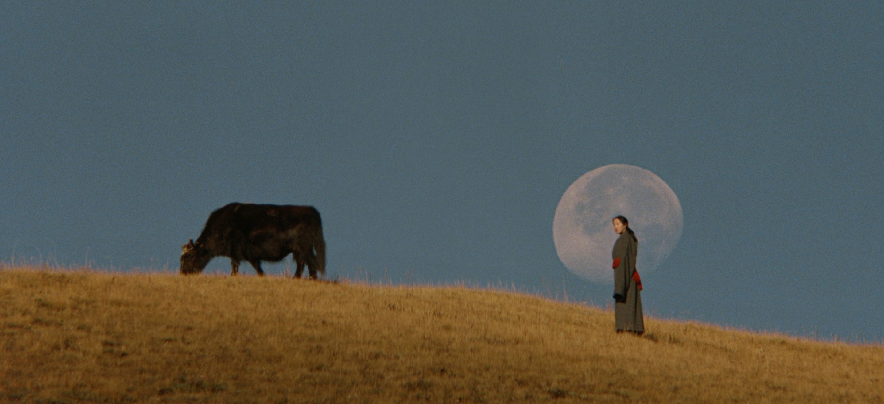 Tibetan woman standing on a grassy field with a cow grazing ahead of her, against a blue sky and moon