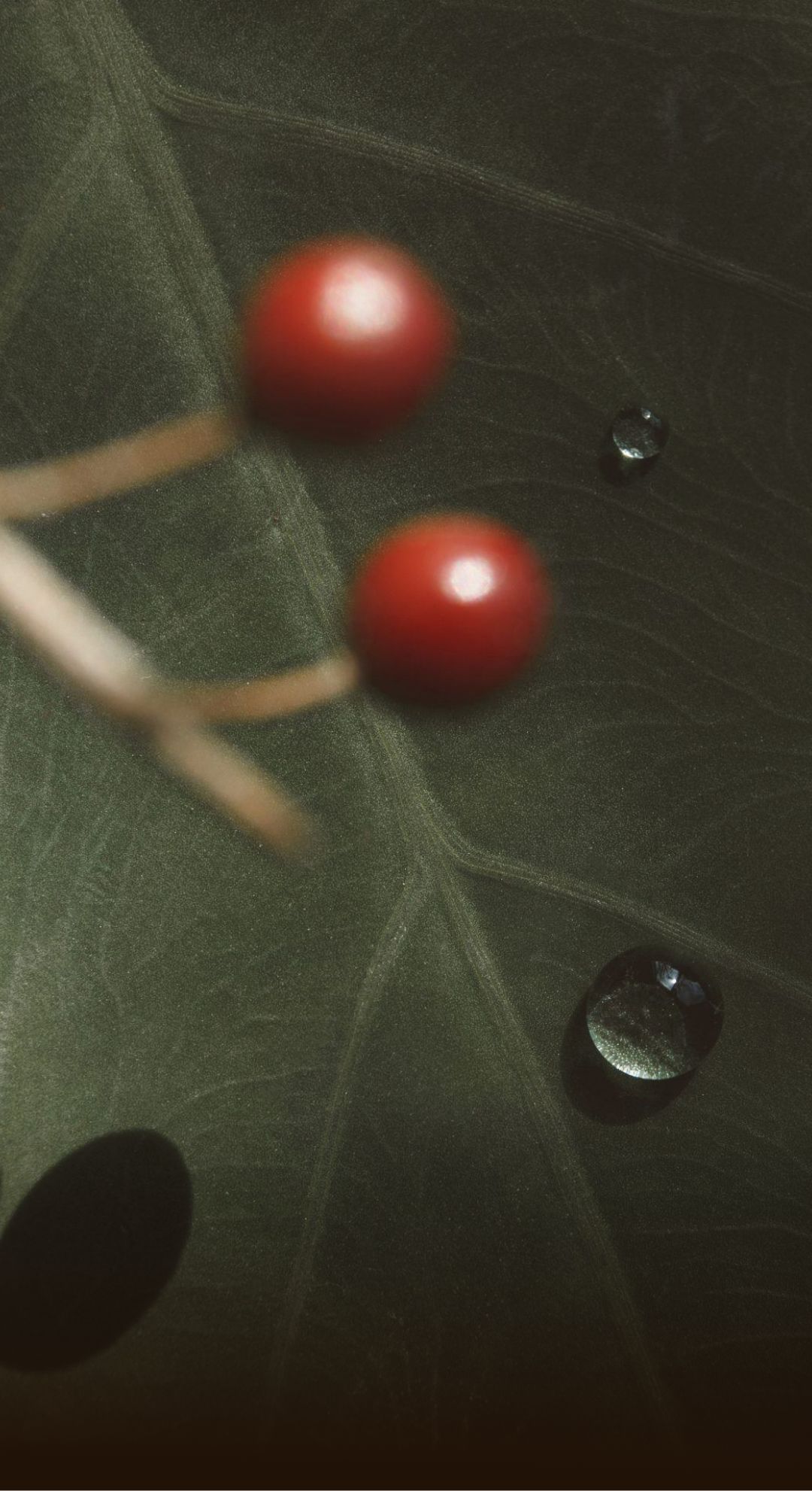 Close up of leaf with single water drop with red berries out of focus in foreground