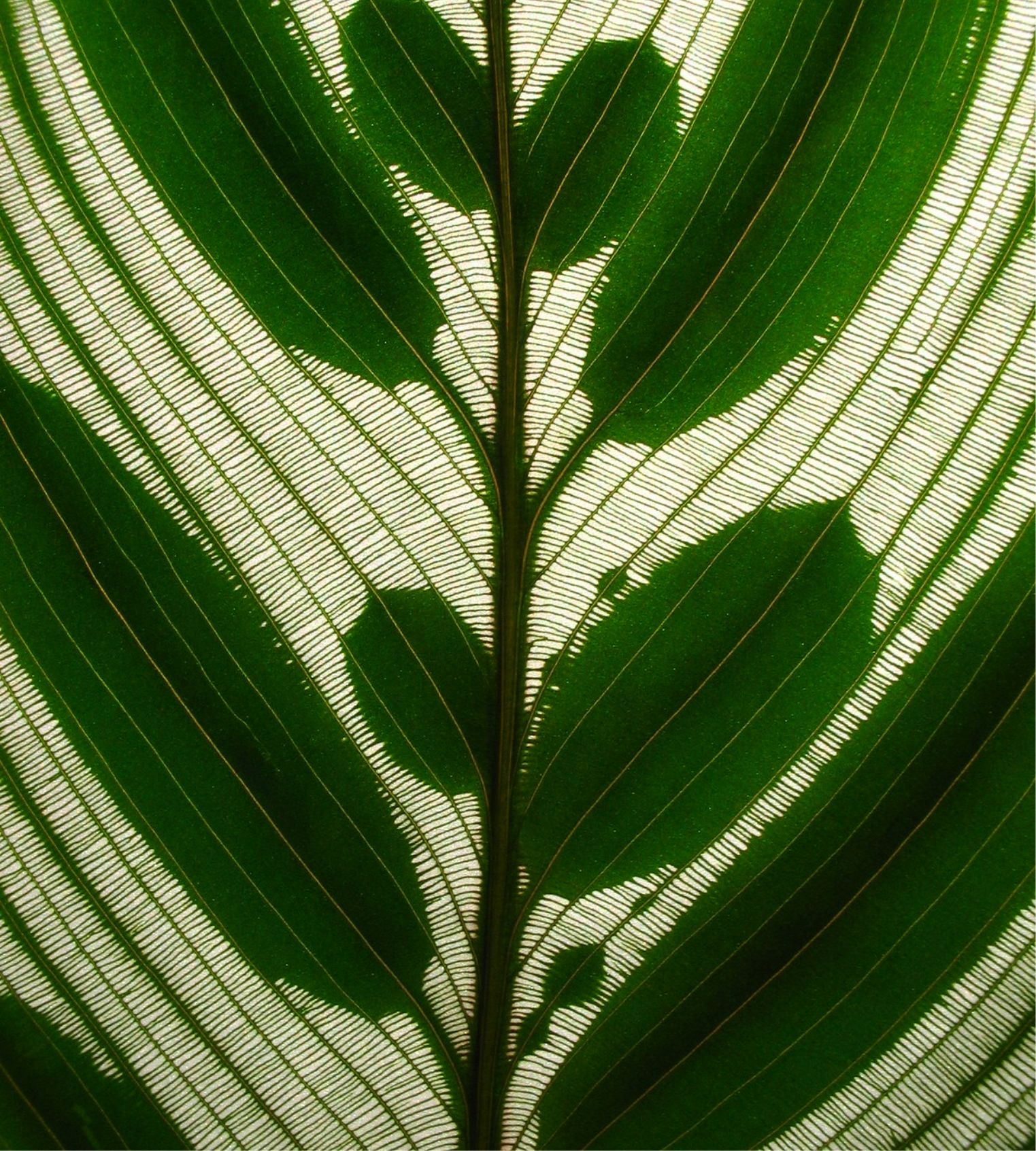 Macro close up of a peacock plant, details of the veins and leaf structure