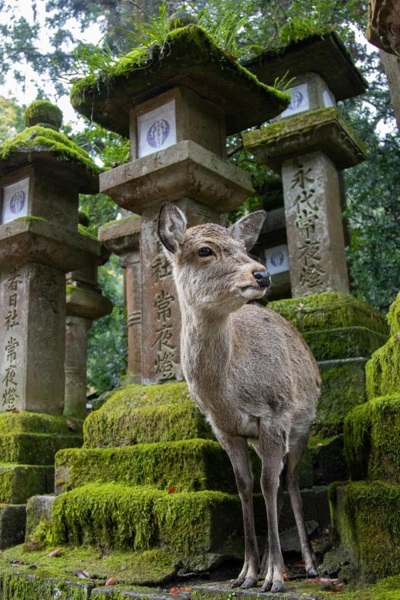 Japón - foto 7