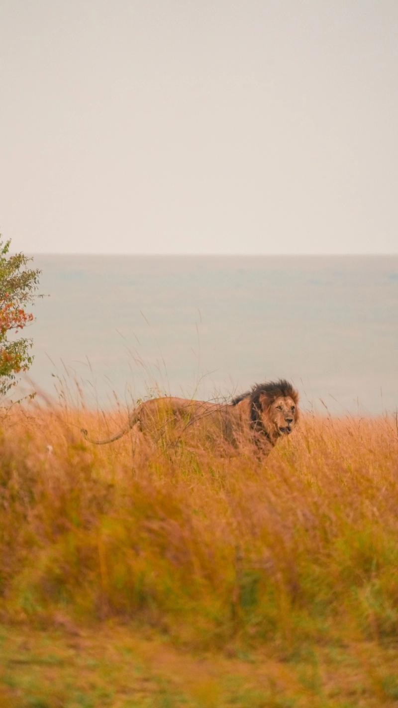 León entre la hierba de la sabana de Kenia