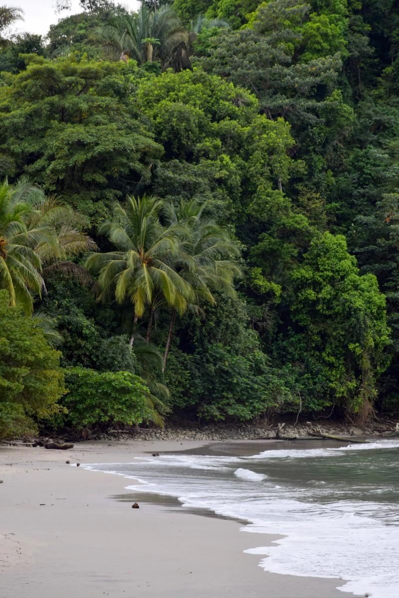 Playa de Costa Rica junto a una selva de palmeras y vegetación tropical