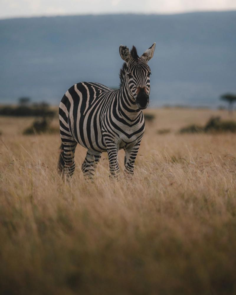 Cebra en la sabana de Kenia