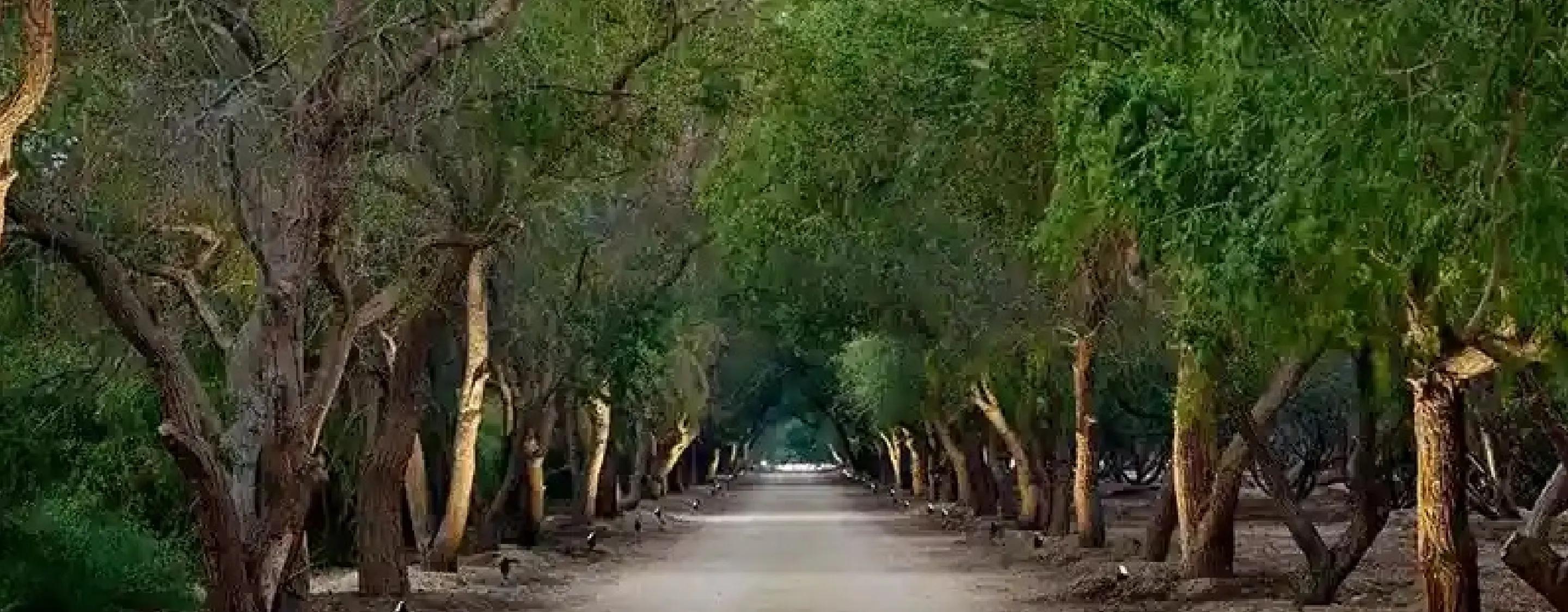 3-bedroom Apartments in Maimoon Gardens