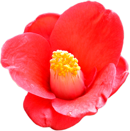 Camellia Japonica (Seed) Oil