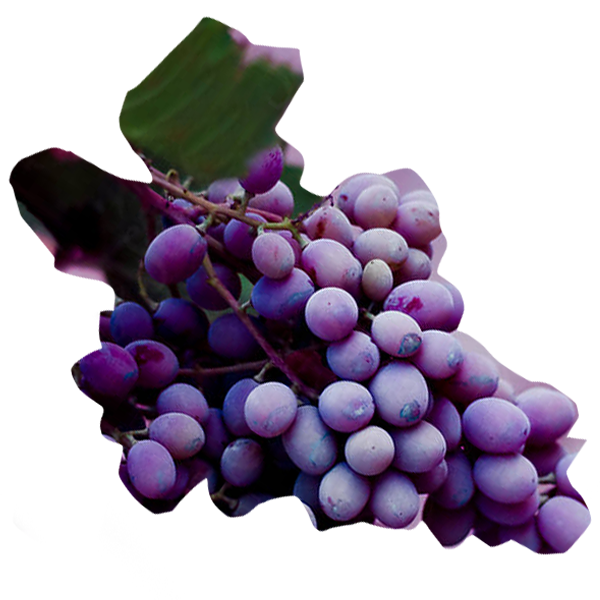 Grape (Seed) Extract