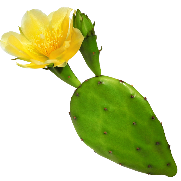 Prickly Pear Flower Extract